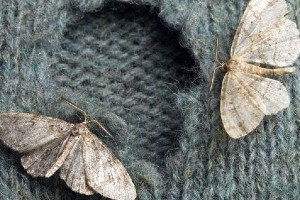 Moth Infestation
